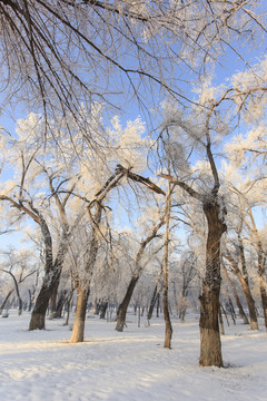 雪景