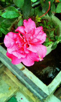 毛杜鵑花