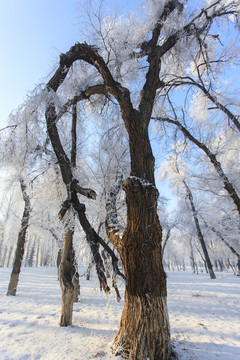 樹林