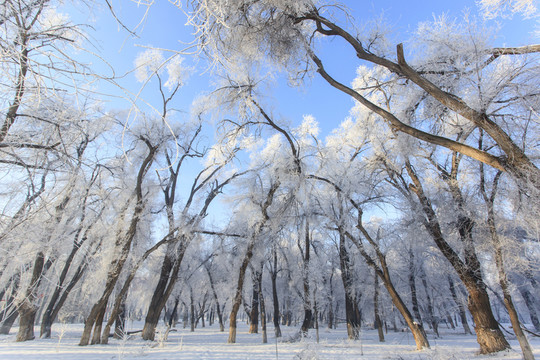 雪淞