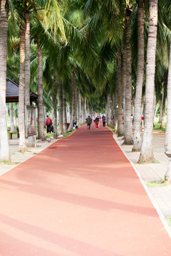 椰林小道