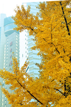銀杏 蘭生大廈