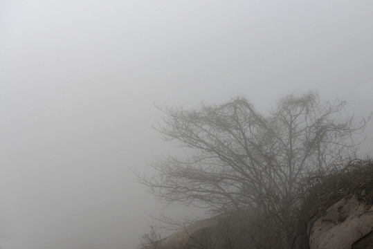 山霧