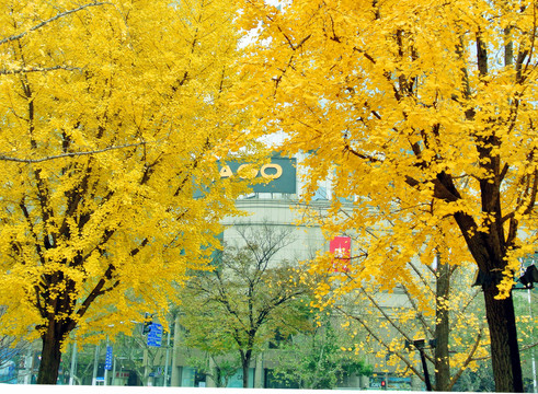 銀杏樹