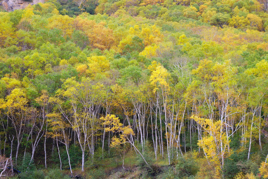 長白山岳樺林秋色