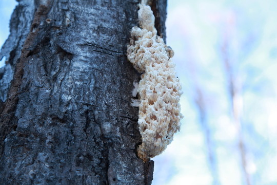 雪花蘑