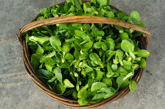 一籃青菜