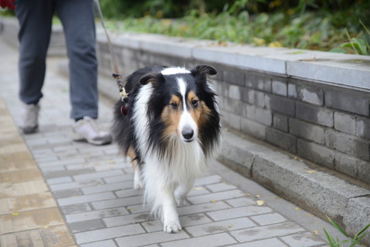 奔跑的狗狗