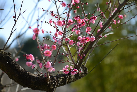 梅花
