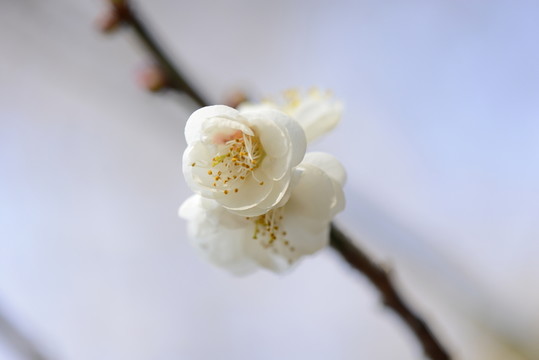梅花