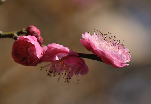 梅花
