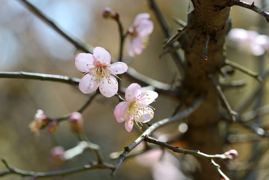 梅花