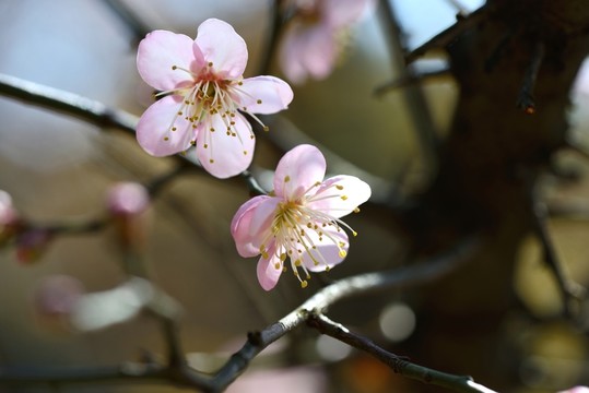 梅花
