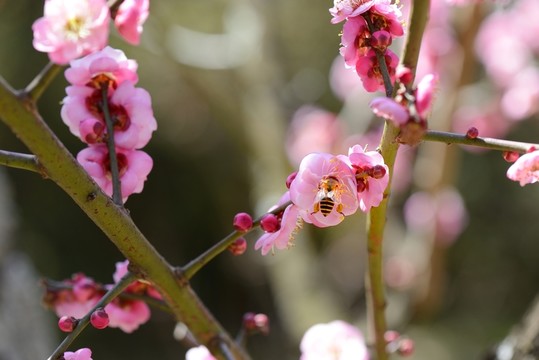 梅花