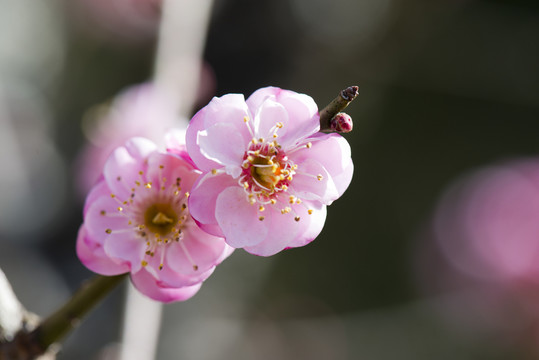 梅花