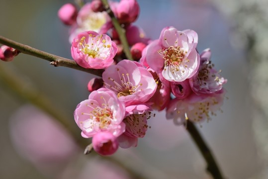梅花
