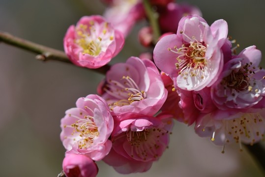梅花