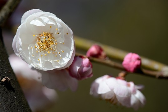 梅花 盆景