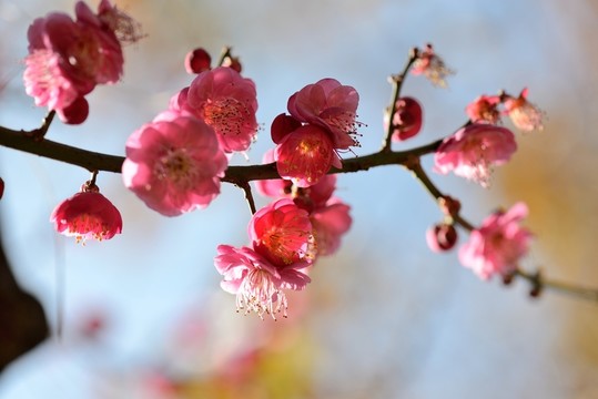 梅花 盆景