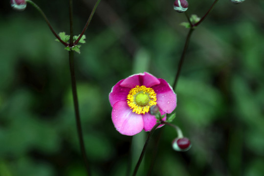 野棉花
