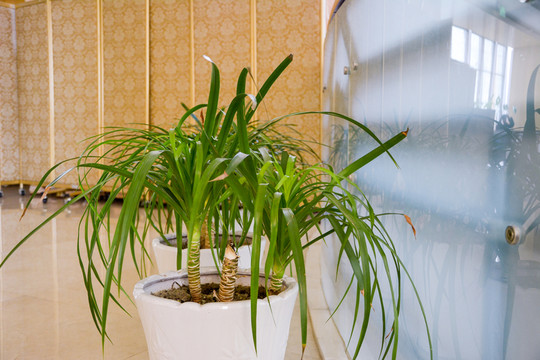 植物擺件