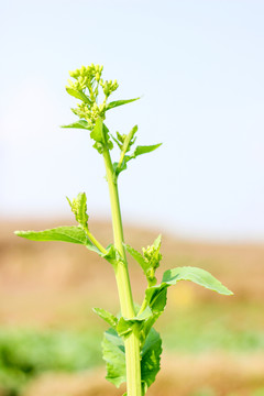 油菜花