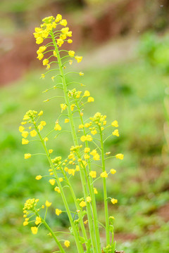 油菜花