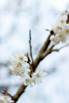 櫻花