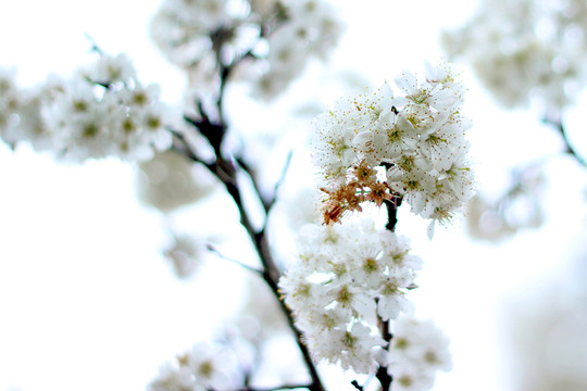 櫻花