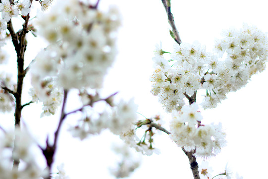 櫻花