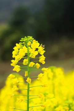 油菜花