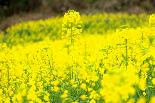 油菜花