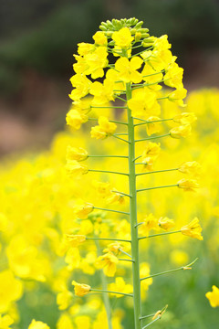 油菜花