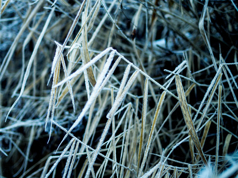 霧凇 冰雪里的小草