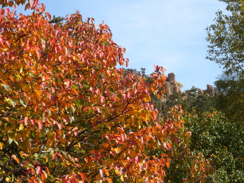 山野