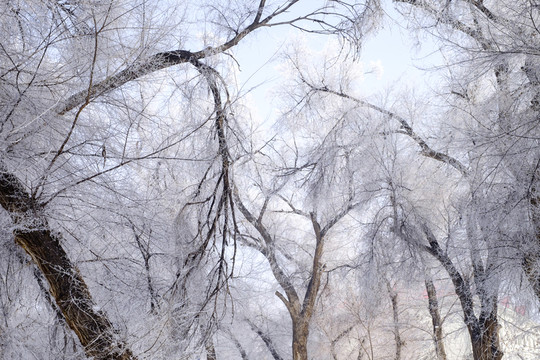 雪景