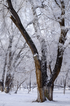 樹林