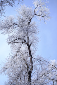 樹(shù)林