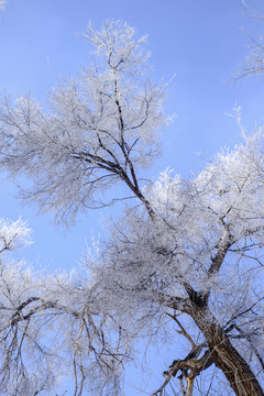 霧淞