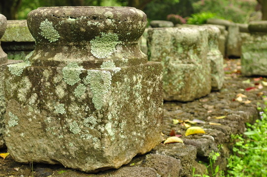 石墩 苔蘚