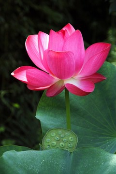 紅荷花