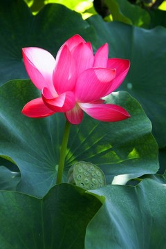 紅荷花