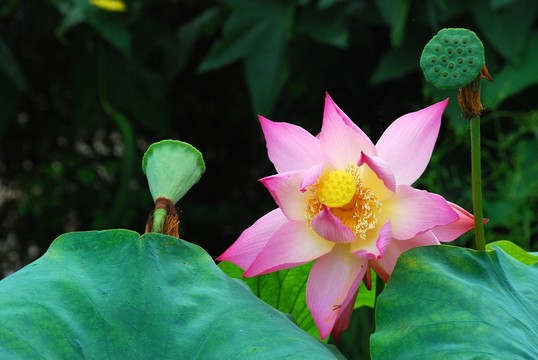 荷花