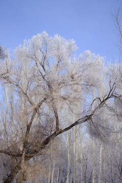 樹林