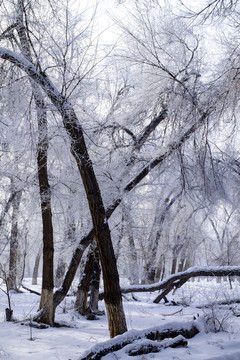 樹林