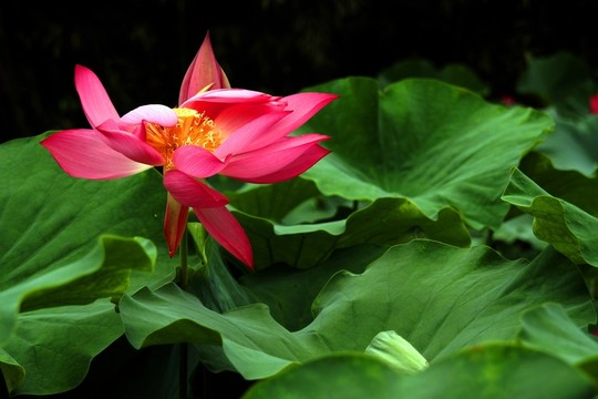 荷花