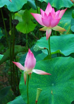 紅荷花  賞花節(jié)
