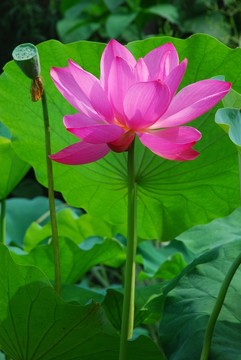 荷花  荷花園