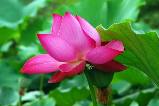 荷花