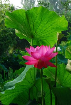 荷花 荷花園